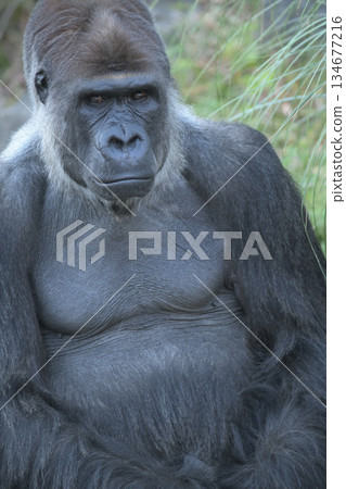 It's just cold. That's just how winter is, the gorilla thinks. It's just cold. That's just how winter is, the gorilla thinks. 134677216