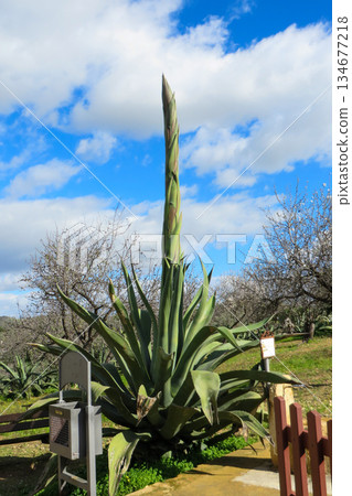 Agave flower stalks stretching high into the blue sky Agave flower stalks stretching high into the blue sky 134677218