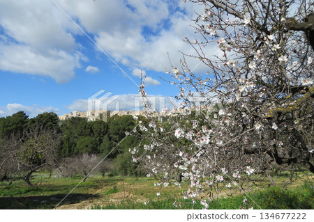 山坡上的杏花與城市景觀 山坡上的杏花與城市景觀 134677222