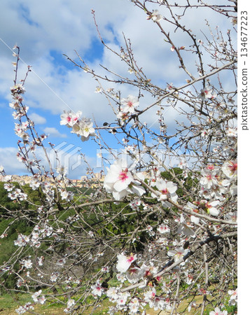 杏仁花和藍天 134677223
