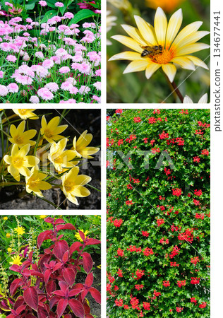 Vibrant floral collage featuring a honey bee and diverse garden flowers. 134677441