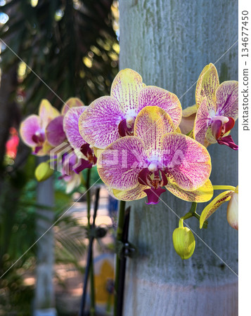 Yellow and Pink Phalaenopsis Orchids Blooming in Tropical Sunlight 134677450
