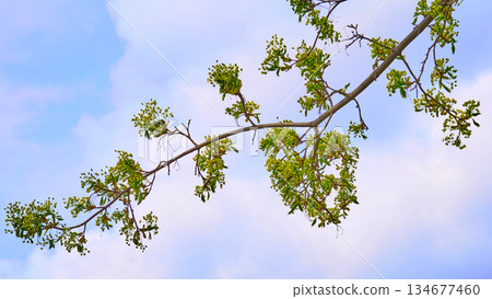 Spring young tender blossoming tree sprout and sky Spring young tender blossoming tree sprout and sky 134677460