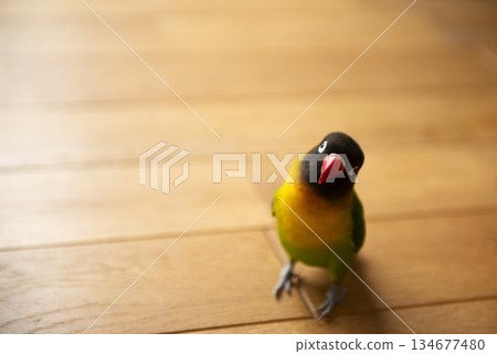 一隻愛情鳥正盯著我看 一隻愛情鳥正盯著我看 134677480