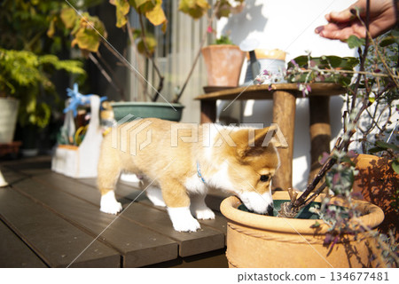 小狗在甲板上喝水 134677481