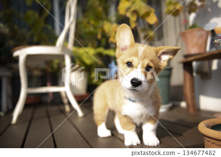 微笑的小狗 134677482