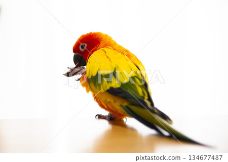 Parakeet eating nuts Parakeet eating nuts 134677487