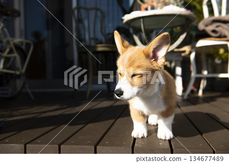 耀眼的小狗 134677489