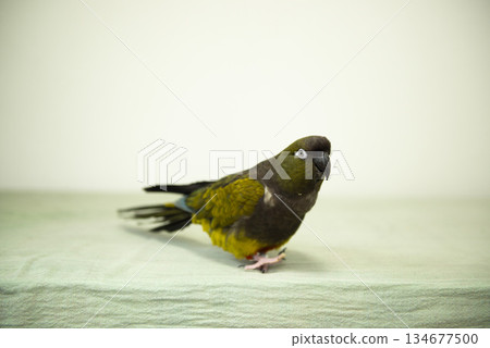 A walking parakeet A walking parakeet 134677500