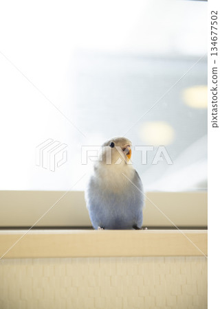 一隻玄鳳鸚鵡從窗台上盯著我看。 134677502