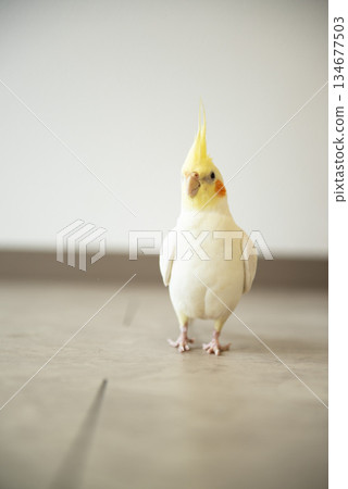 一隻玄鳳鸚鵡棲息在地板上 134677503