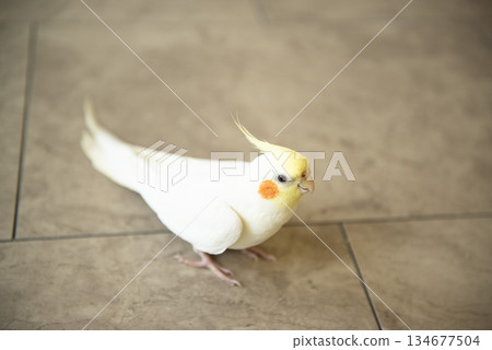 一隻玄鳳鸚鵡在地板上玩耍 134677504