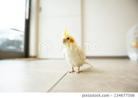 一隻臉頰可愛的玄鳳鸚鵡 134677506