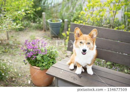 柯基犬坐在長椅上 柯基犬坐在長椅上 134677509