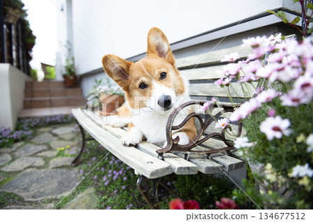 柯基犬歪著頭 柯基犬歪著頭 134677512