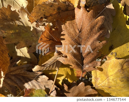 Warm fall foliage texture with oak leaves Warm fall foliage texture with oak leaves 134677544