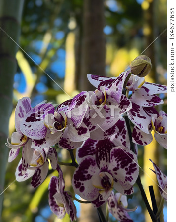 Purple and White Orchids Blooming in Soft Natural Sunlight Purple and White Orchids Blooming in Soft Natural Sunlight 134677635