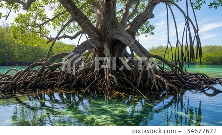Large Mangrove Tree with Exposed Roots Over Water 4K AI Large Mangrove Tree with Exposed Roots Over Water 4K AI 134677672