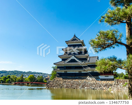 松本城清爽的夏日景色：護城河與城牆 134677750
