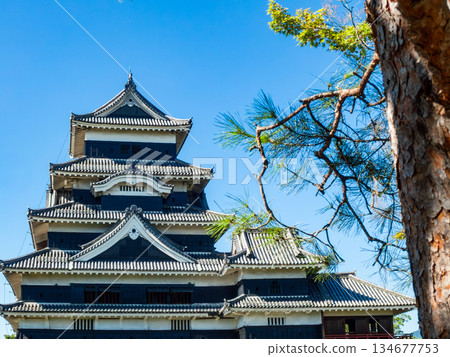 松本城清爽的夏日景色：松樹和城樓 134677753