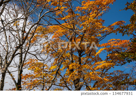 Scenery of Odaigahara, Nara Prefecture and Mie Prefecture Scenery of Odaigahara, Nara Prefecture and Mie Prefecture 134677931