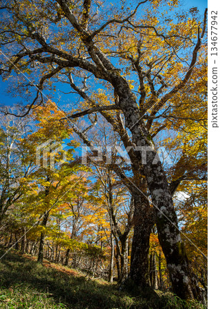 Scenery of Odaigahara, Nara Prefecture and Mie Prefecture Scenery of Odaigahara, Nara Prefecture and Mie Prefecture 134677942