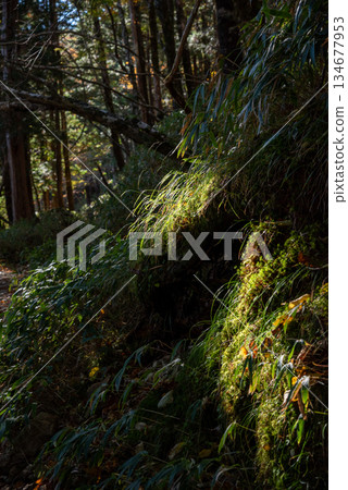 Scenery of Odaigahara, Nara Prefecture and Mie Prefecture 134677953