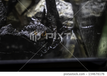 Akame Kabuto Lizard 134678176