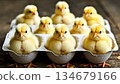 Chicks in an Egg Box 134679166