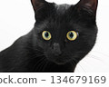Black Cat 134679169