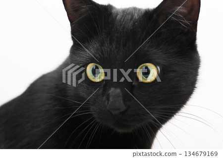 Black Cat Black Cat 134679169