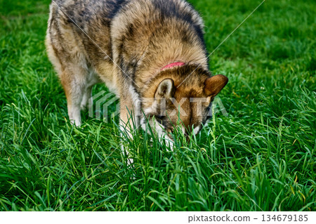 Take the trail. Hunting West Siberian Laika dog in search of prey 134679185