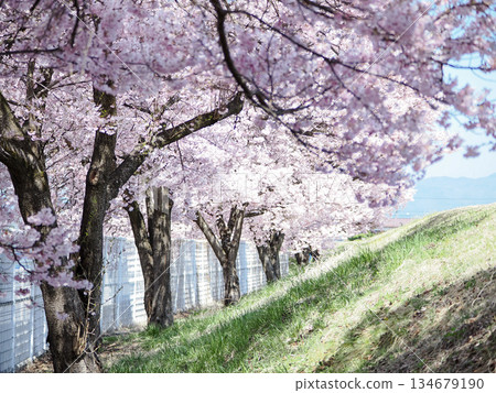 Cherry blossom trees in full bloom along the bank of Chino City, Nagano Prefecture, against the blue sky Cherry blossom trees in full bloom along the bank of Chino City, Nagano Prefecture, against the blue sky 134679190