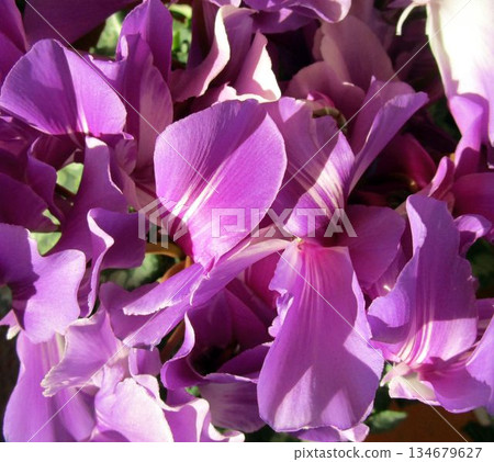 Close-up of cyclamen flowers (purple and pink) Close-up of cyclamen flowers (purple and pink) 134679627