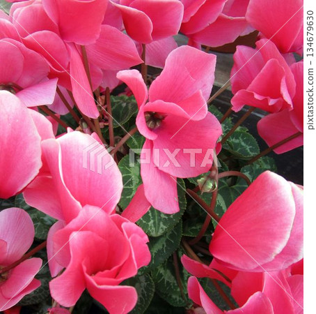Close-up of cyclamen flowers (purple and pink) Close-up of cyclamen flowers (purple and pink) 134679630