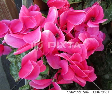 Close-up of cyclamen flowers (purple and pink) Close-up of cyclamen flowers (purple and pink) 134679631