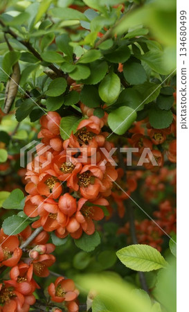 Japanese quince, Chaenomelis, wild quince, flowering quince Japanese quince, Chaenomelis, wild quince, flowering quince 134680499