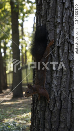 Full length squirrel with a fluffy tail in the park on a tree Full length squirrel with a fluffy tail in the park on a tree 134680500