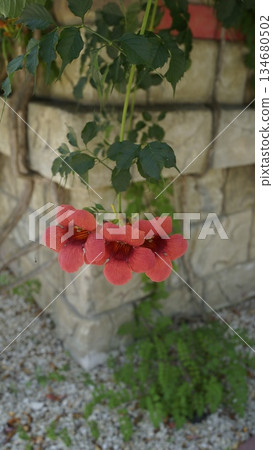 Campsis, Campsis liana flowers against the background of a wall Campsis, Campsis liana flowers against the background of a wall 134680502