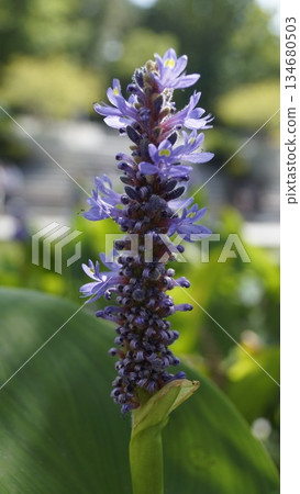 Pontederia cordate, vertical image of a Pontederia flower on a natural background Pontederia cordate, vertical image of a Pontederia flower on a natural background 134680503