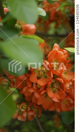 Japanese quince, Chaenomelis, wild quince, flowering quince 134680506