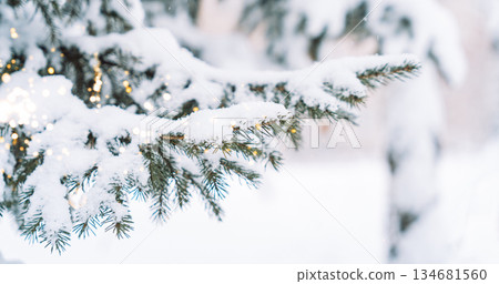 Snowy spruce branch with golden bokeh lights and copy space Snowy spruce branch with golden bokeh lights and copy space 134681560