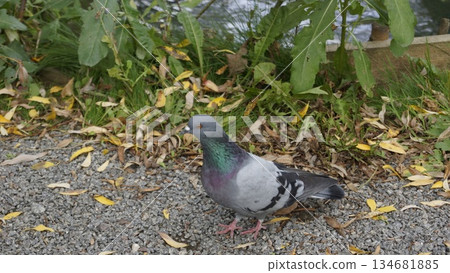 A rock dove in early autumn in a city park near a pond 134681885