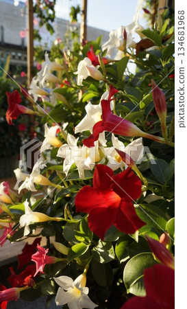 Diplodenia, red and white mandevilla in the rays of the sun on a city street Diplodenia, red and white mandevilla in the rays of the sun on a city street 134681968