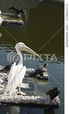 A large pelican and cormorants in a zoo near the water. A large pelican and cormorants in a zoo near the water. 134681972