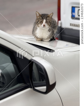 Cat relaxing on car roof in urban setting, showing calm expression and natural behavior 134682073