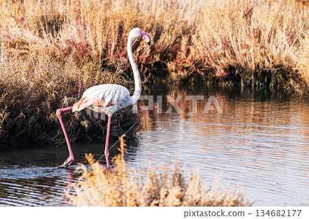 Flamingos are both feeding and resting. Flamingos are both feeding and resting. 134682177