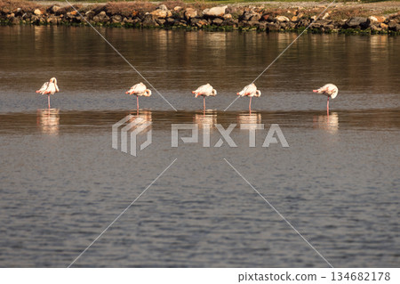 Flamingos are both feeding and resting. 134682178