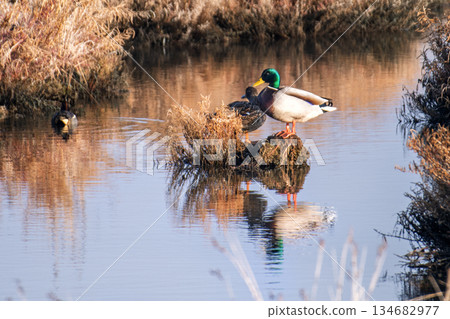 The Spatula clypeata duck keeps its beak constantly submerged in water for hunting. 134682977
