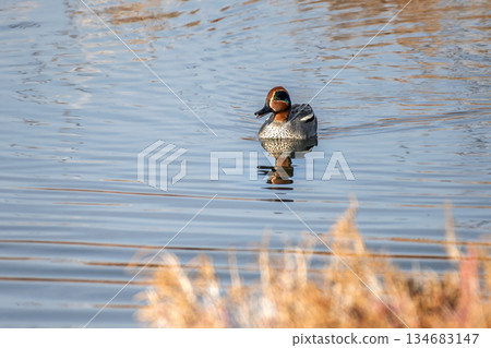 The common teal (Anas crecca) is a species of duck in the Anatidae family. It was formerly known as Nettion crecca The common teal (Anas crecca) is a species of duck in the Anatidae family. It was formerly known as Nettion crecca 134683147